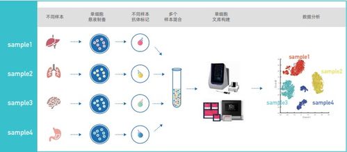 单细胞混样测序价格与品牌分析——丁香通官网网络技术服务指南